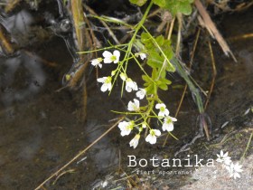 Nasturtium officinalis